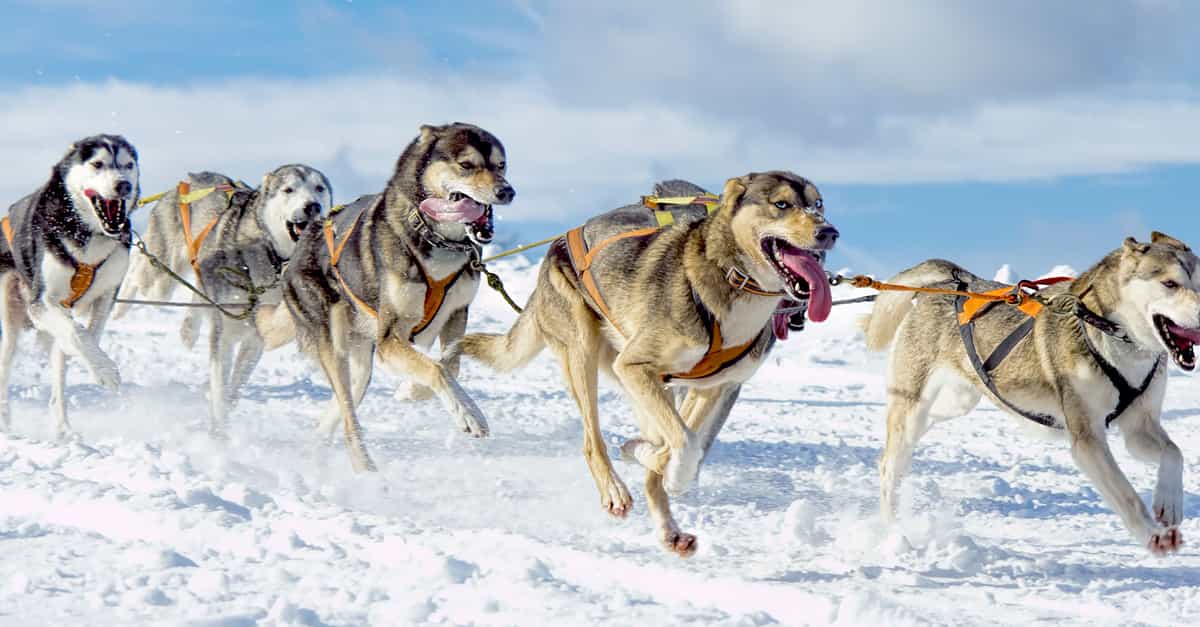 Chiens De Tra neau Aux Saisies Une Aventure Nordique Inoubliable chiens-de-tra-neau-aux-saisies-une-aventure-nordique-inoubliable