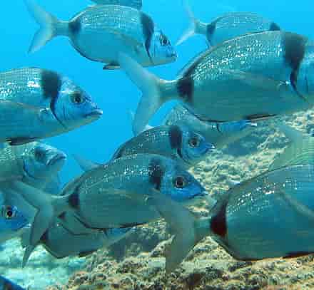 poissons-GettyImages-863842980.jpg