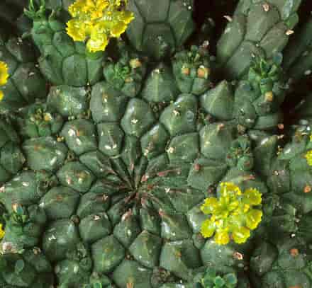 cactus-GettyImages-1314296735.jpg