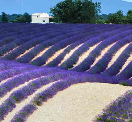 Luberon-iStock-509418015.jpg