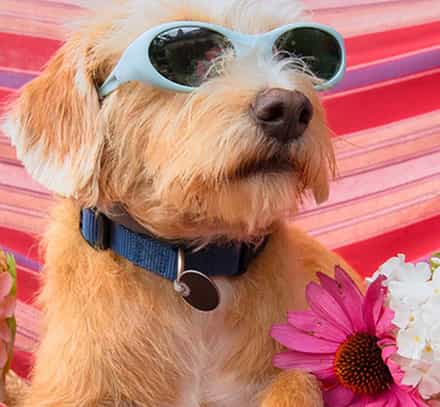 Chien-vacances.jpg