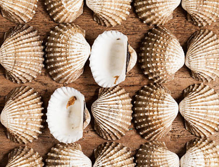 coquillage.jpg