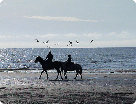 Cheval-promenade-plage.png
